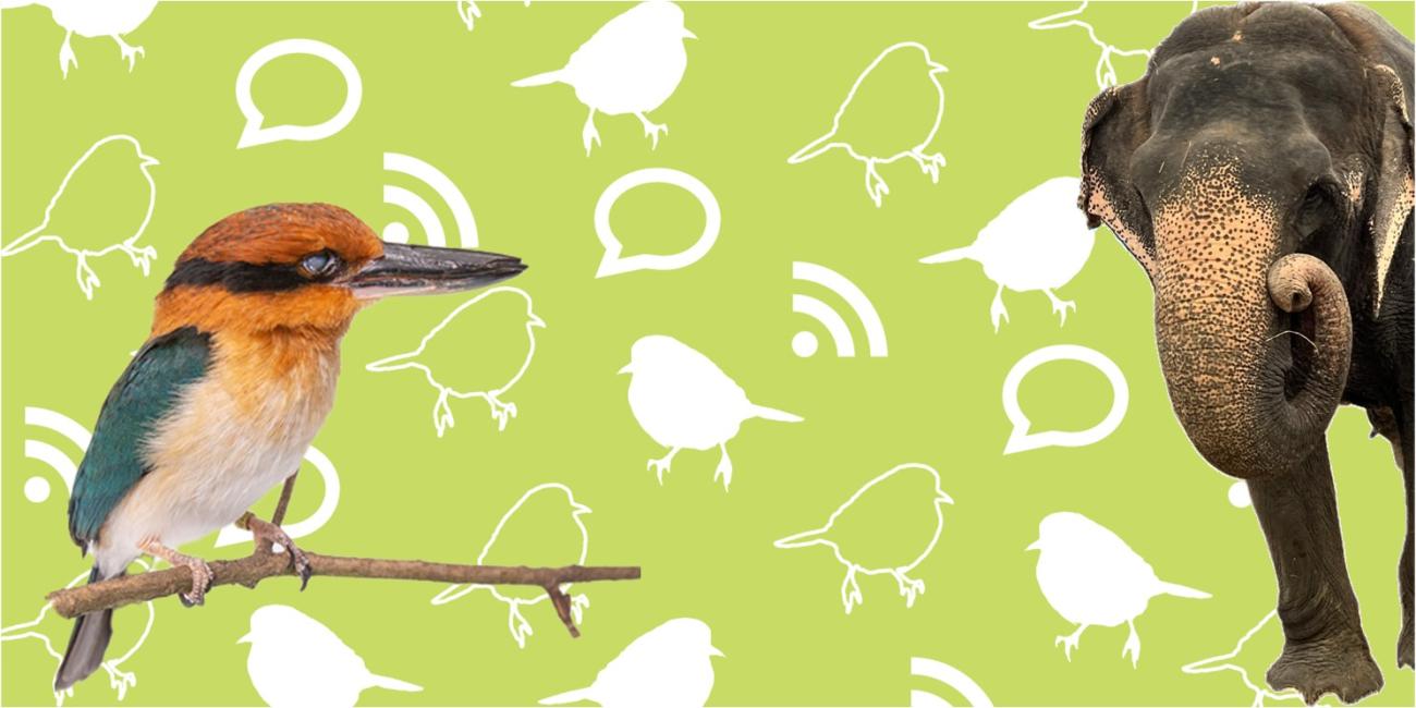 On the left is a picture of a guam kingfisher, a bird with a long black bill, a copper head, blue wings, and a white chest sitting on a branch. On the right there is an image of an Asian elephant walking onto the frame. They sit on top of a lime green background with white graphic icons of chat bubbles, birds, and wifi symbols.