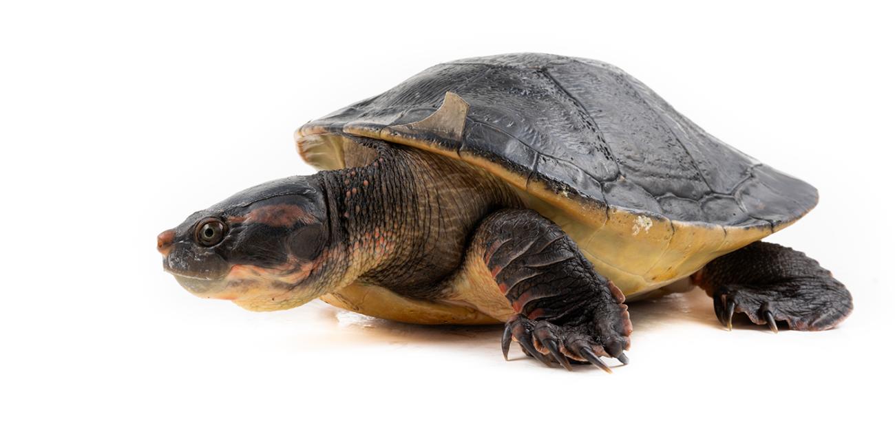 Dark brown turtle with a big head.