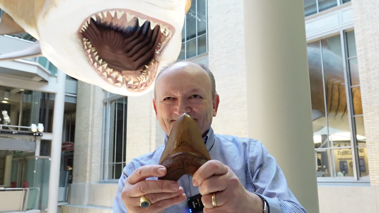 A man holds a large Megalodon shark tooth in front of his face. Behind him is a replica Megalodon shark that is hanging from the ceiling with its mouth wide open revealing rows of teeth.  