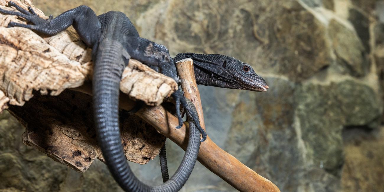 Black tree monitor at the Reptile Discovery Center