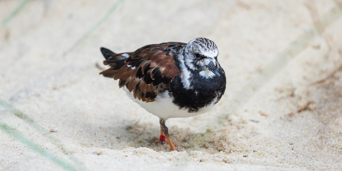 Ruddy turnstone at the Bird House