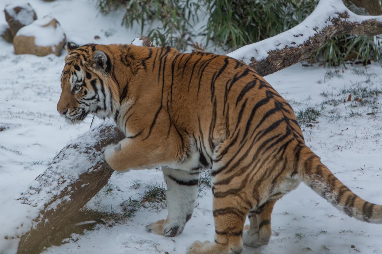 Amur tiger Pavel