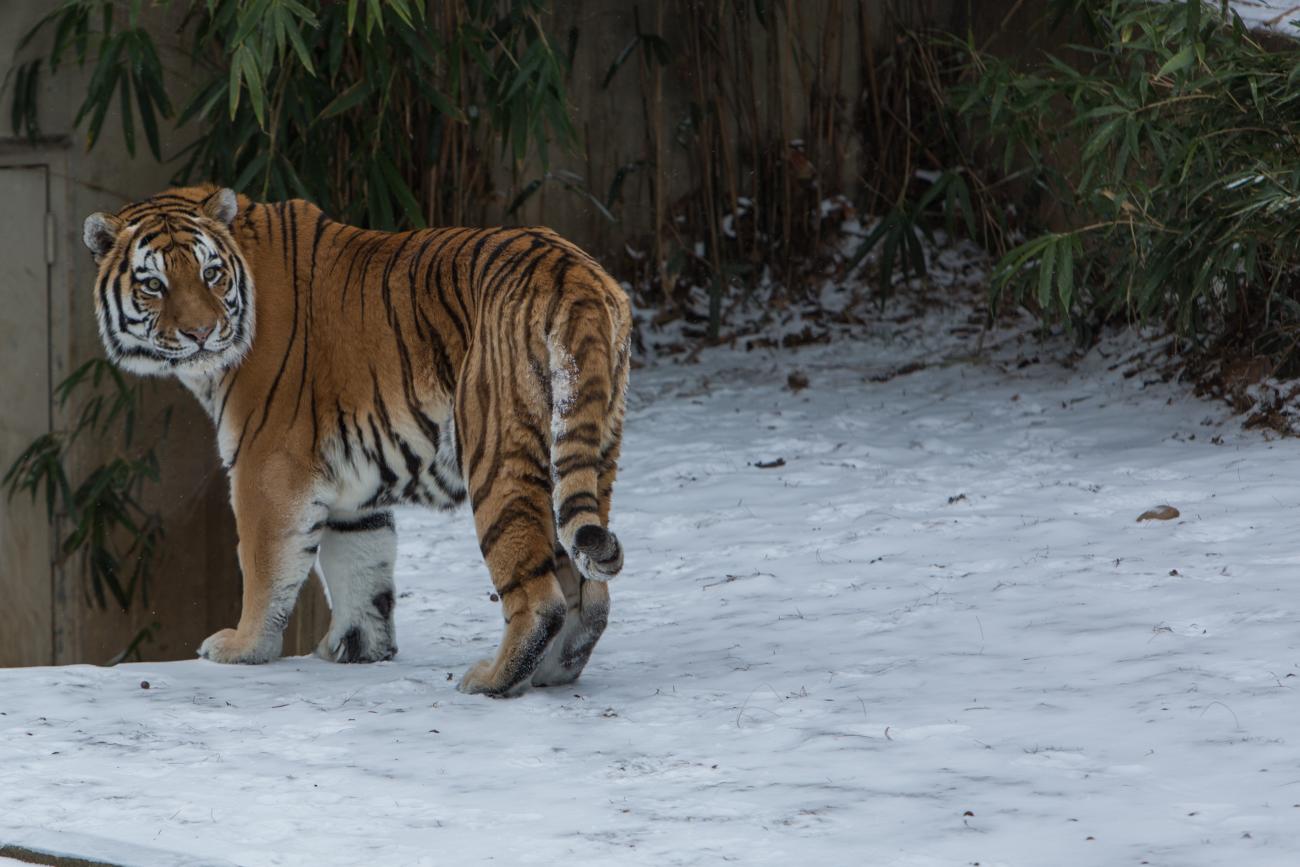 Amur tiger Pavel