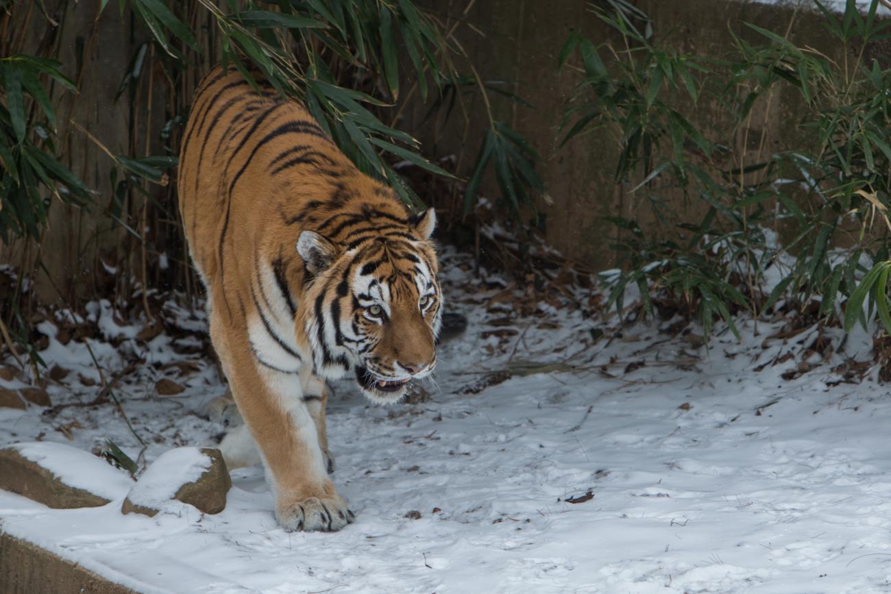 Amur tiger Pavel