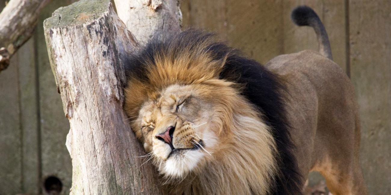 African lion Luke rubs his head against a tree with scent enrichment