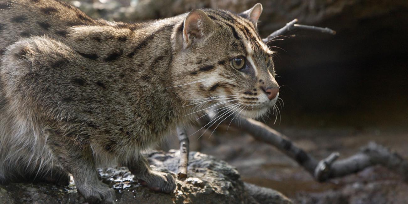 A medium-sized cat with thick fur with dark spots and stripes hunches down on a rock near water