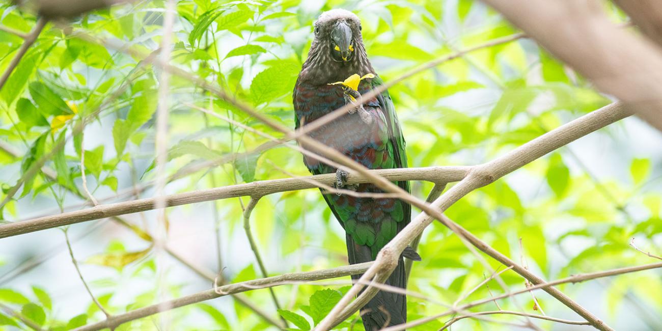 A small, multicolored parrot perched on a branch with a flower in one claw