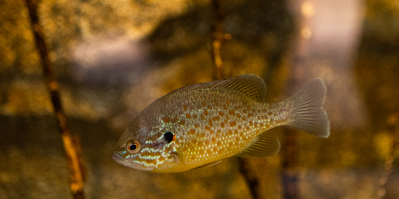 A pumpkinseed, a medium-sized, seed-shaped fish with a patch of blue scales near its face, swims through fresh water.