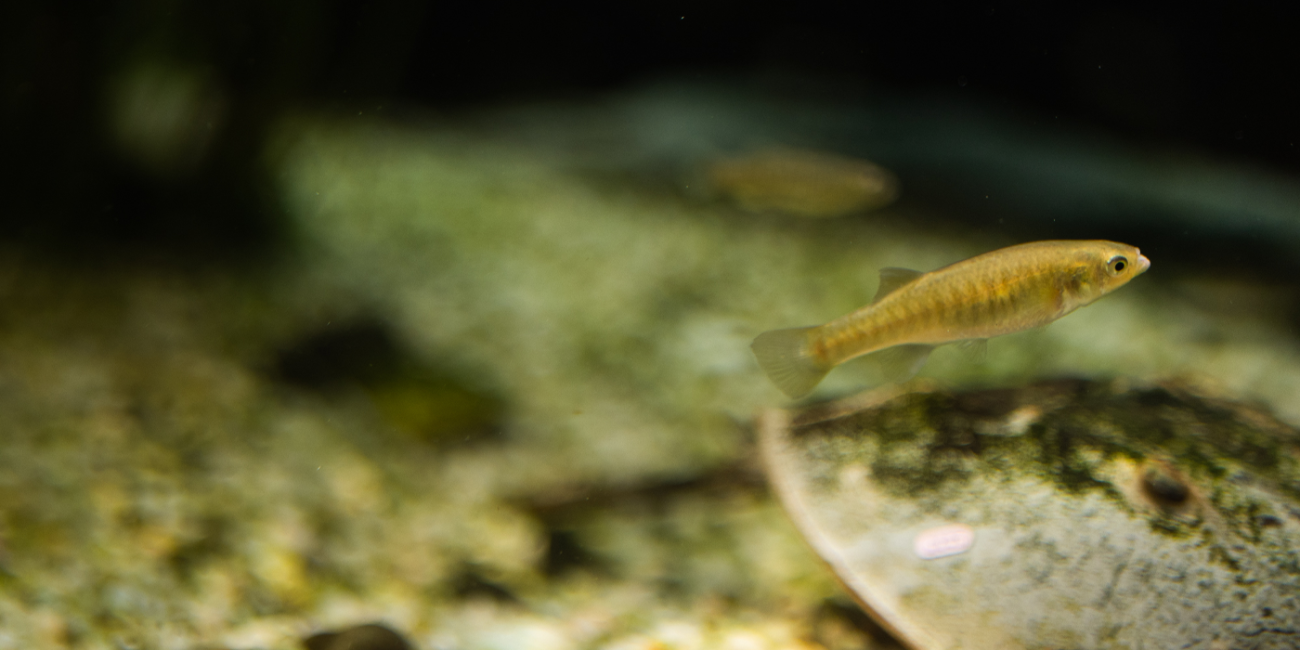 A mummichog, a small, thin, tan-colored fish, swims through salty waters.