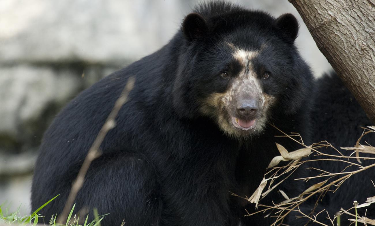 Andean Bear gray background