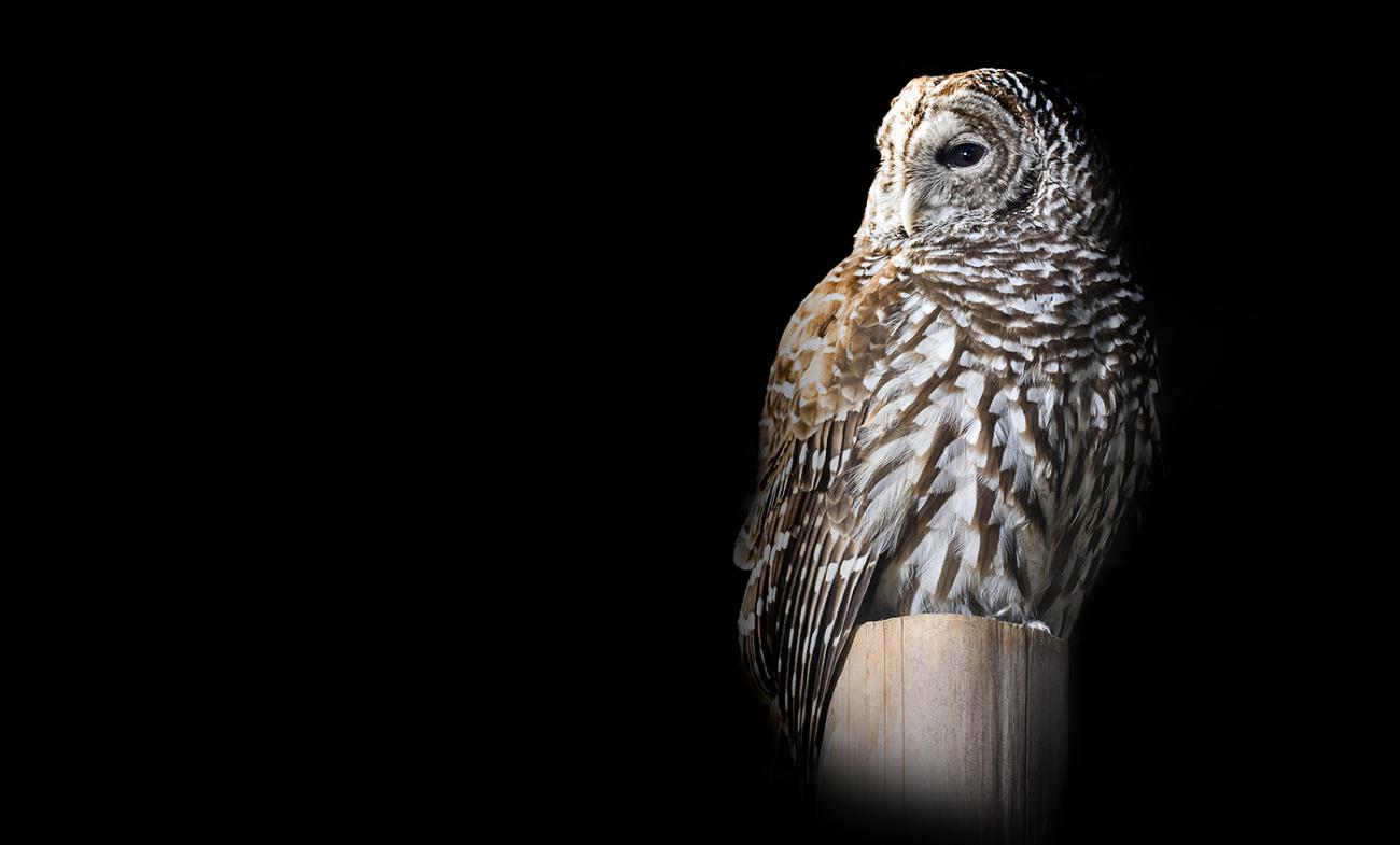 large gray and white owl sitting on a post