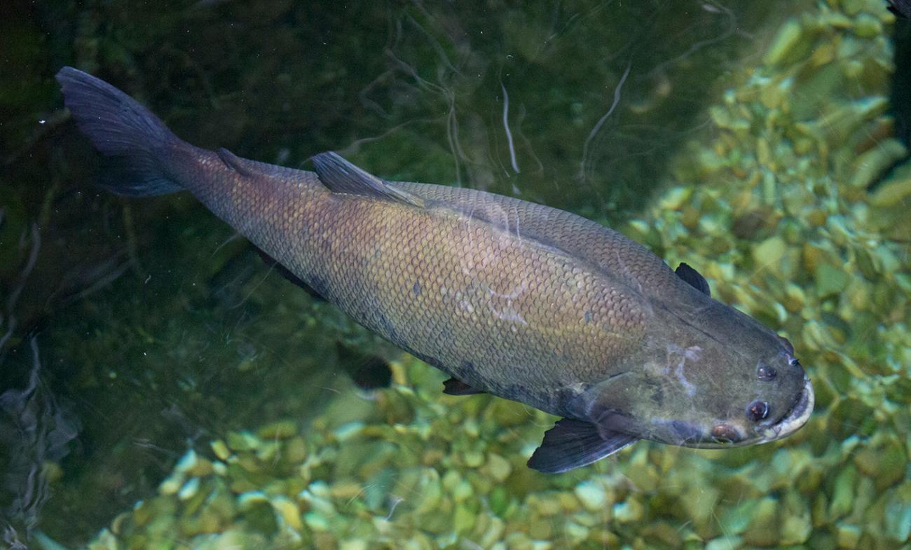 blackish fish, dorsal view showing intricate patterning of scales