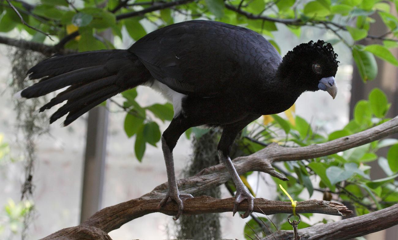 large black bird with a long tail and legs and a short, stubby bill perched on a branch