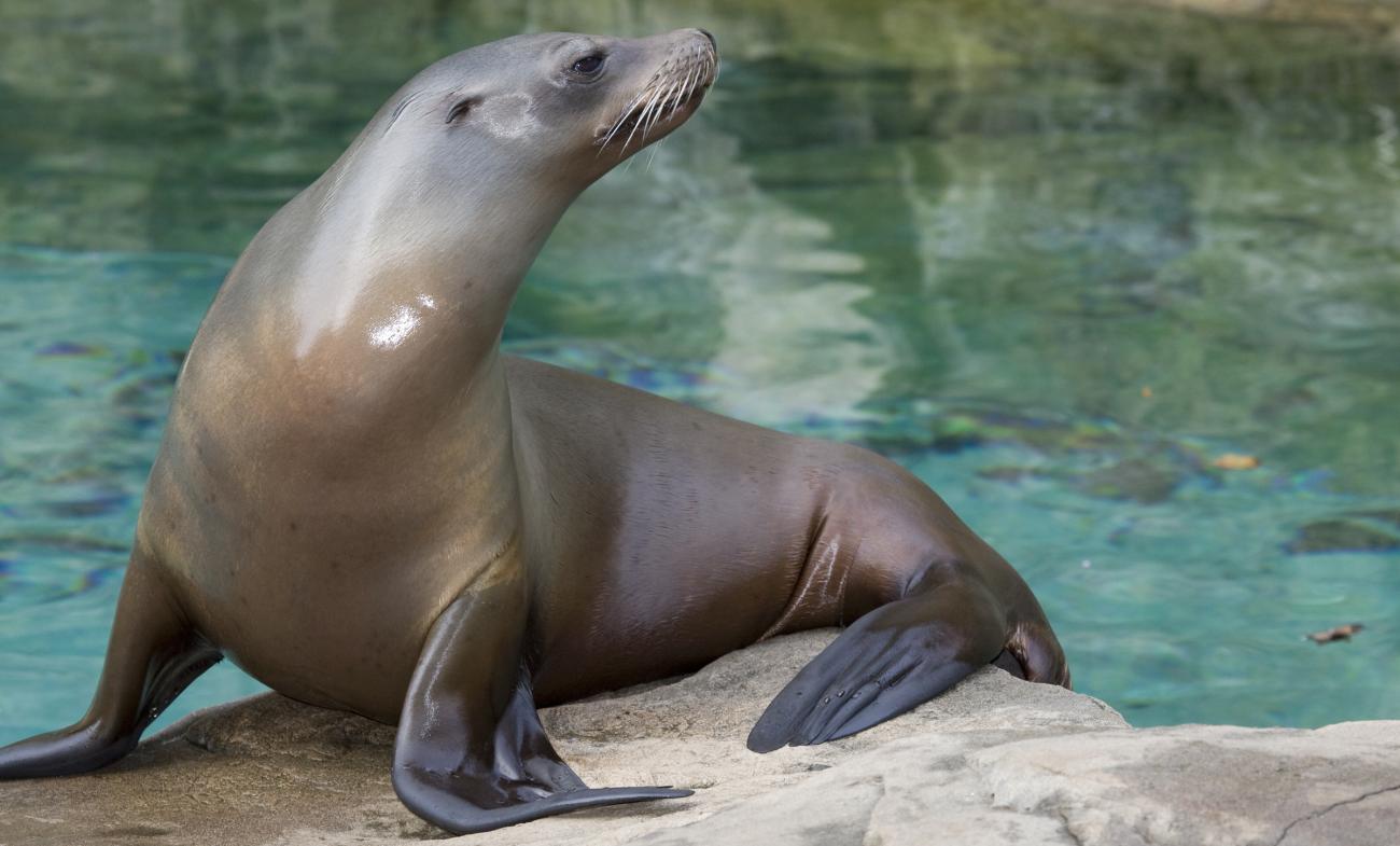 Sea lion standing on a rock with its blackish flippers visible