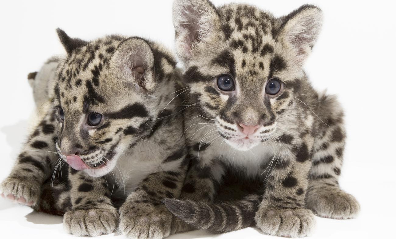 clouded leopard cubs