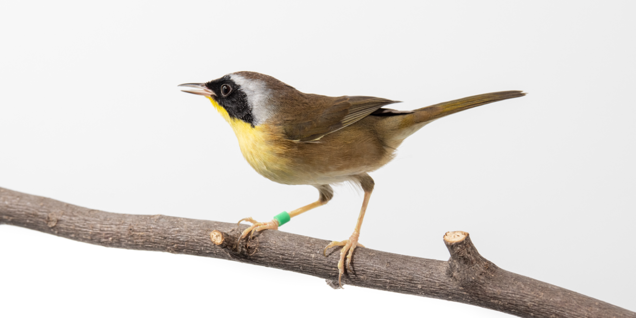 A male common yellowthroat perches on a branch. It has a black mask, a yellow throat and belly, and a brown head, wings, and tail.