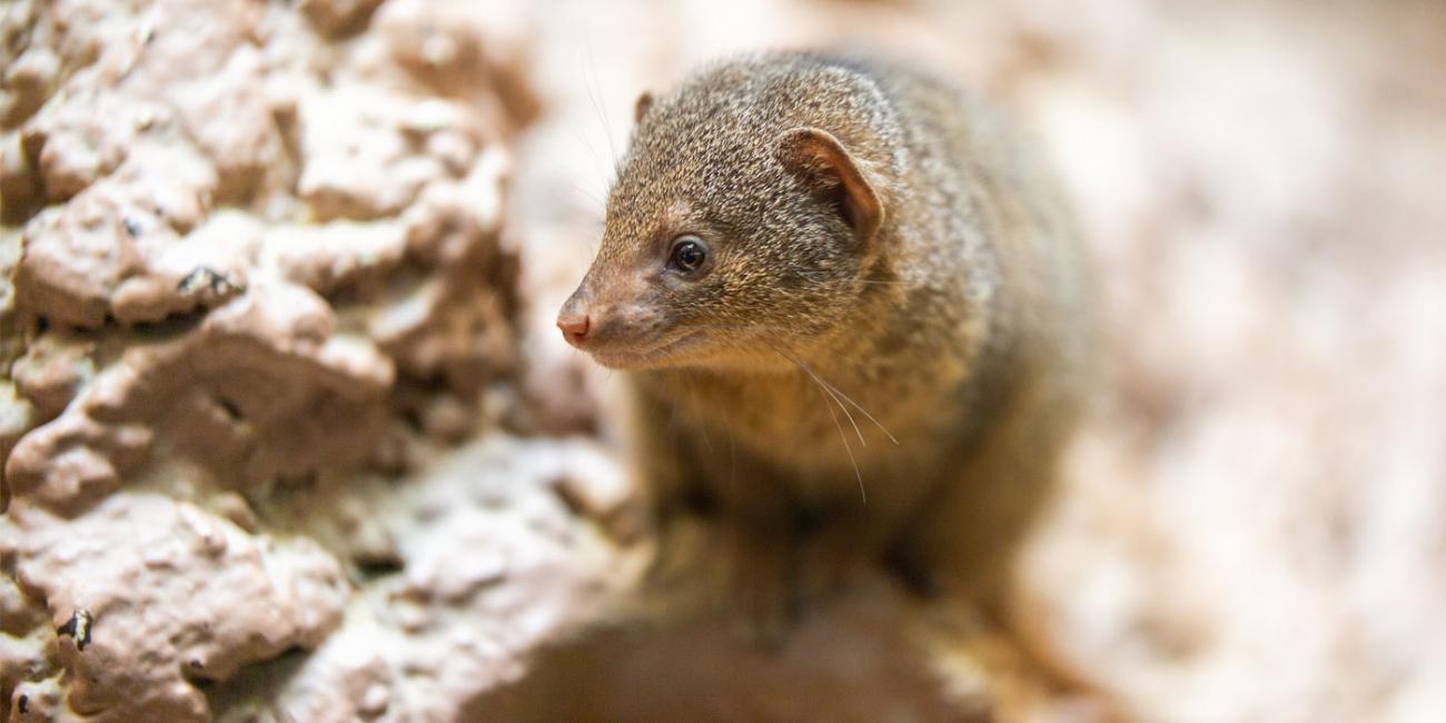 A dwarf mongoose standing on a rock