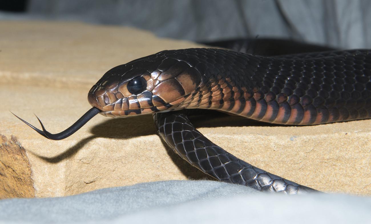 Head of long, shiny, black snack with a black eye and forked tongue outretched. The lower neck and face are a paler brown color