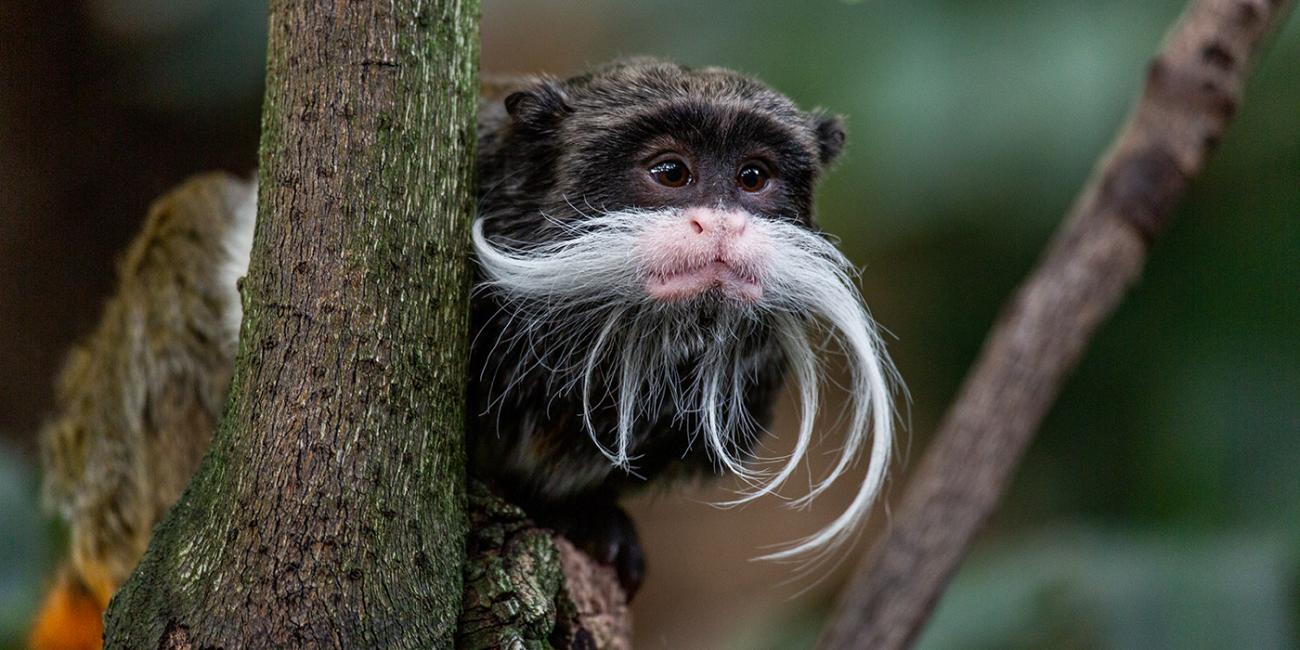 A small monkey, called an emperor tamarin, with dark fur, little ears and a long, curled, whispy, white "mustache" is perched in a tree