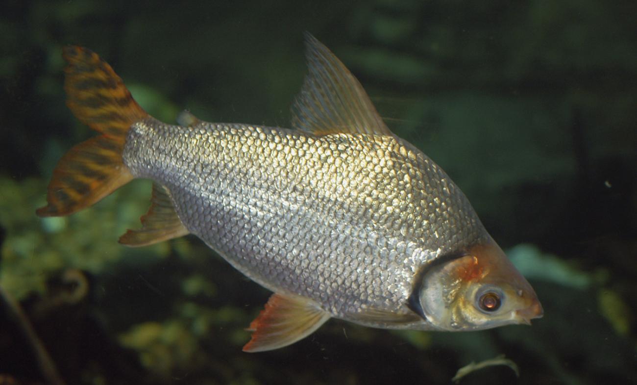 Silver fish with orange tint to fins