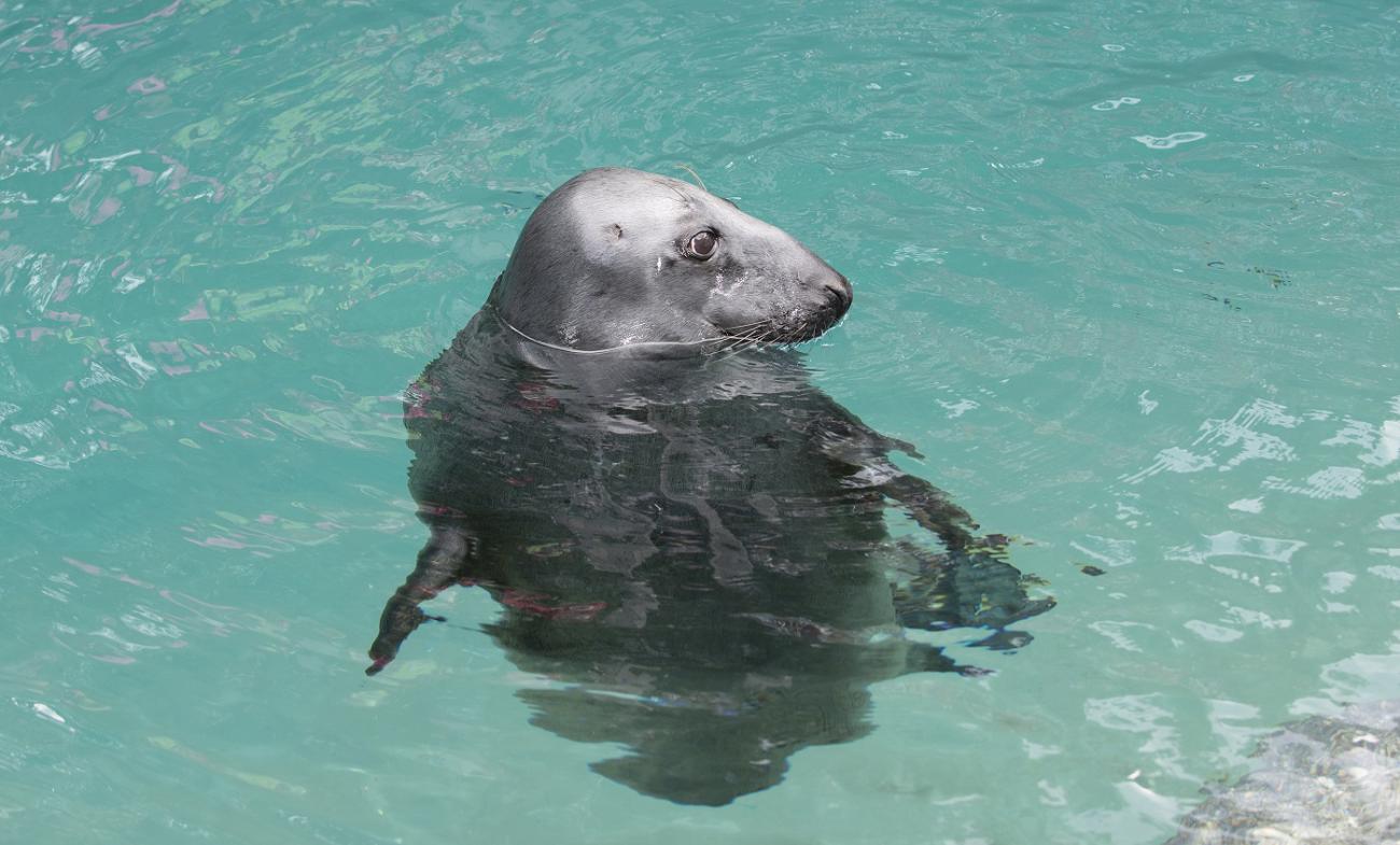 Gray Seal