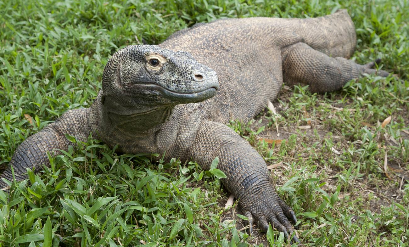 Lizard resting on the grass with its legs outstretched