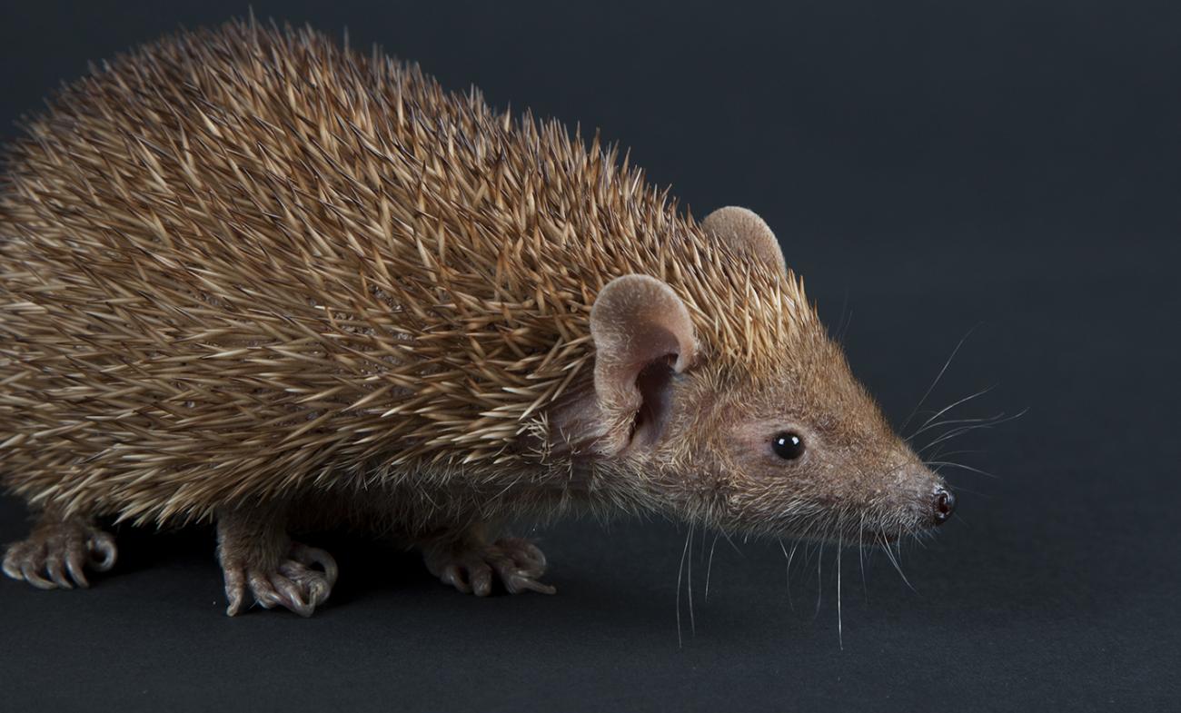 The tan fur on the body of this small critter looks quite thick and spiny