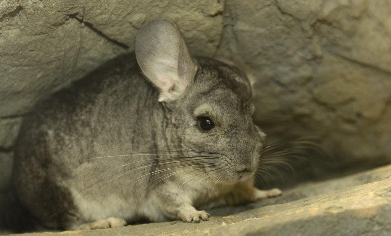 Front view showing the enormous rabbit-like ears