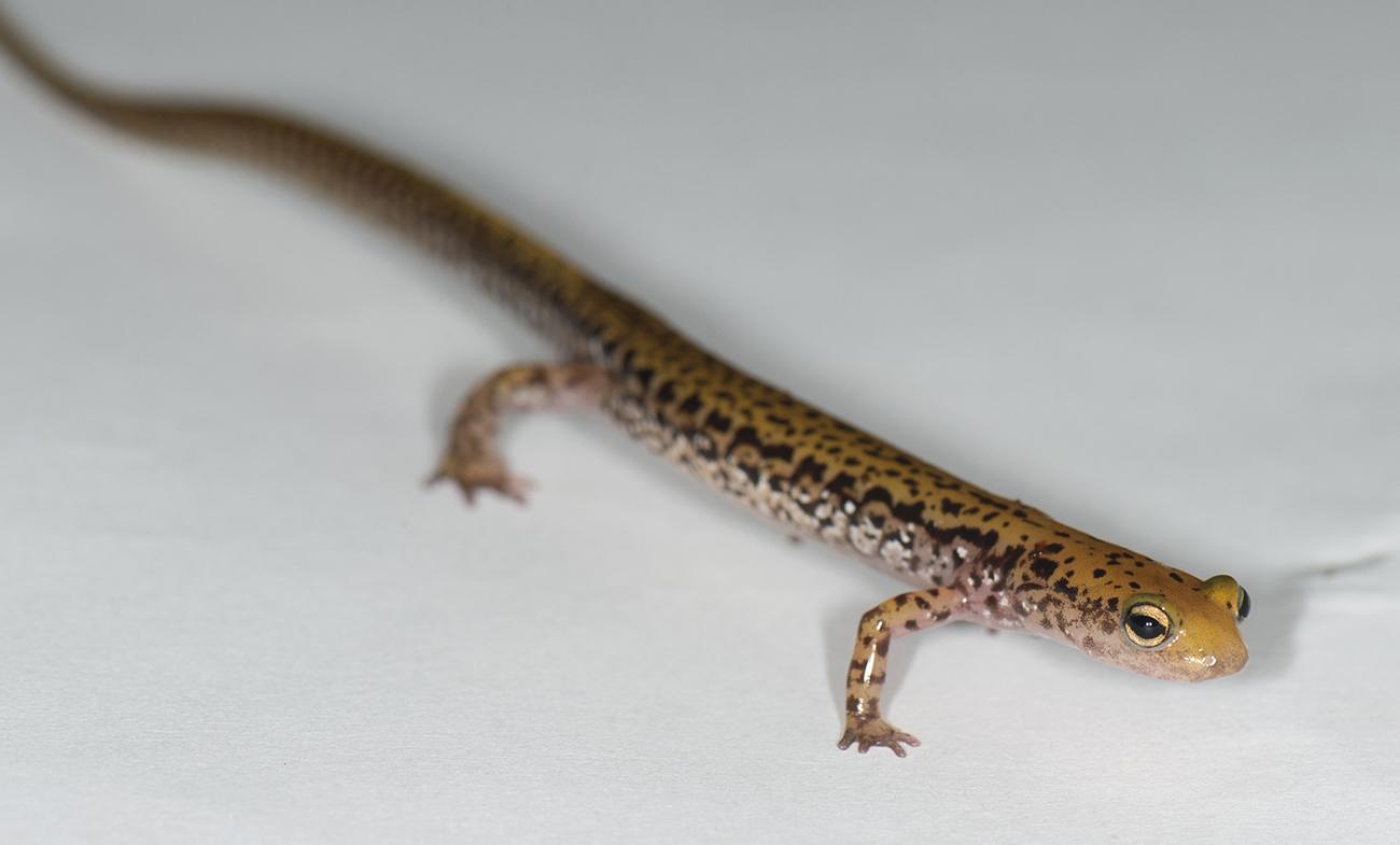 A long skinny yellow salamander with intricate black markings scattered about