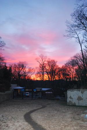 sunrise on elephant yard