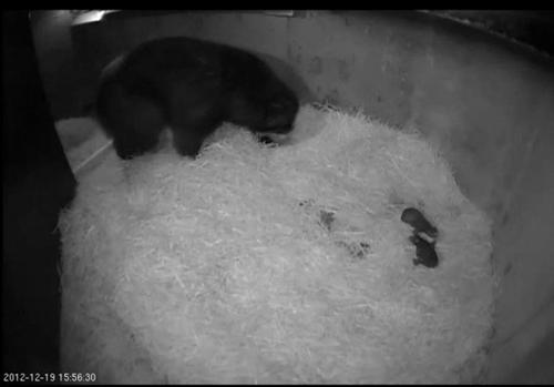 andean bear cub cam screen shot