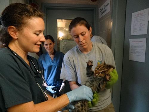 keepers examine fishing cat kitten