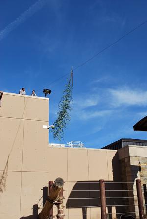 enrichment branches hanging from wire above yard