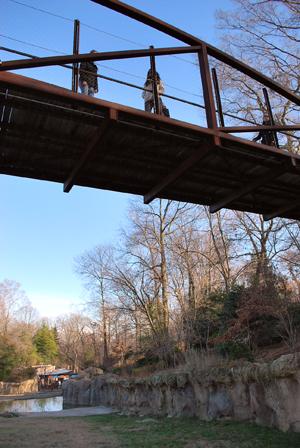 people look down from bridge on elephant yard