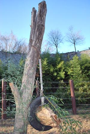 tree with enrichment items hanging off it in elephant yard