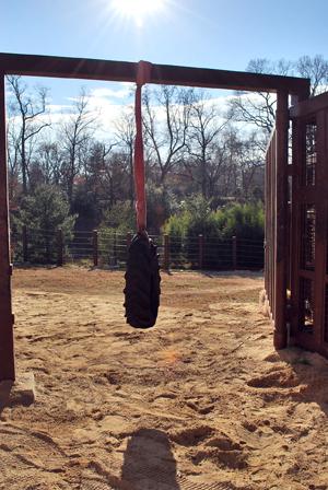 tire in elephant paddock