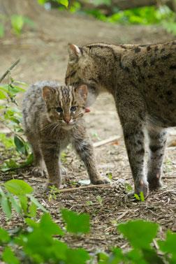 fishing cat mom and kitten