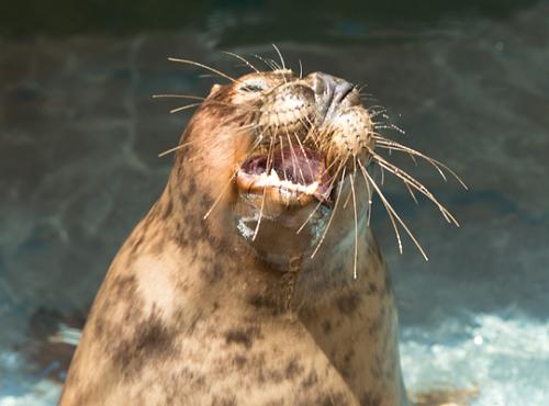 seal pup barks