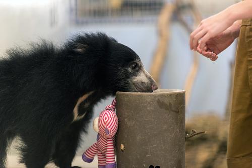 sloth bear rests chin on log near its keeper