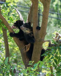 Andean bear cubs climbing