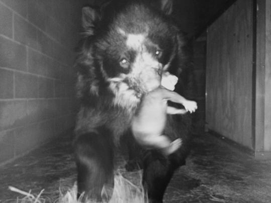 Andean bear carries her cub in her mouth