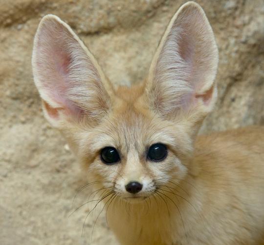 charlie fennec fox close-up 