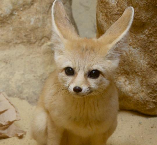 charlie fennec fox 