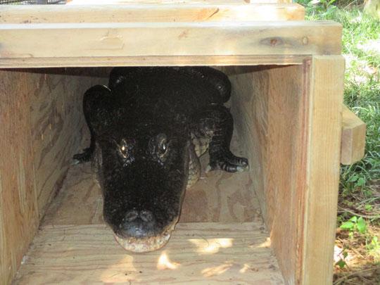 crocodile, Wally, looks out of his crate