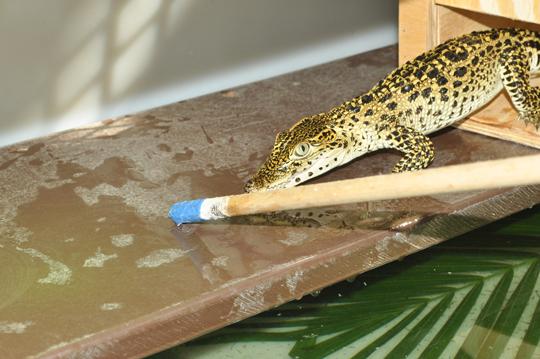 Crocodile touches nose to target pole coming out of box during training