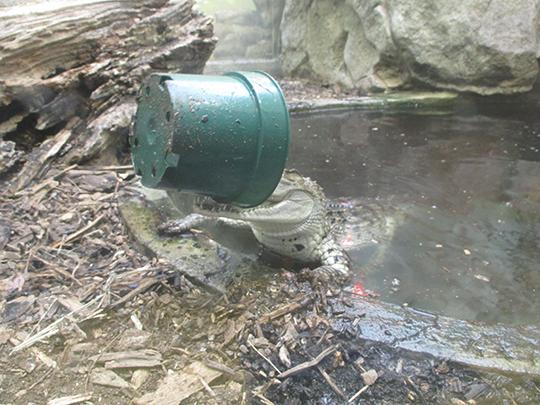 crocodile training as it hold a bucket in its mouth