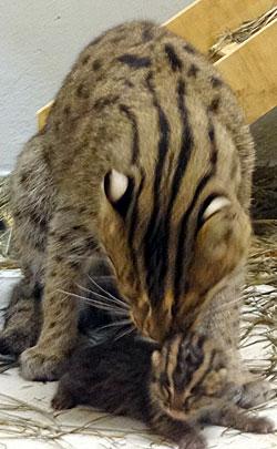 fishing cat licks her kitten