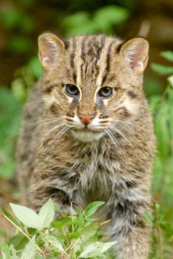 fishing cat looks straight ahead