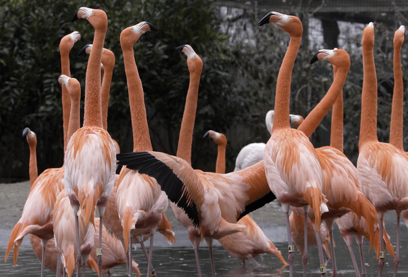 flamingos flocking, one with wings spread