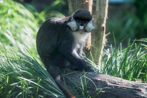 Schmidt's red-tailed monkey on log outside